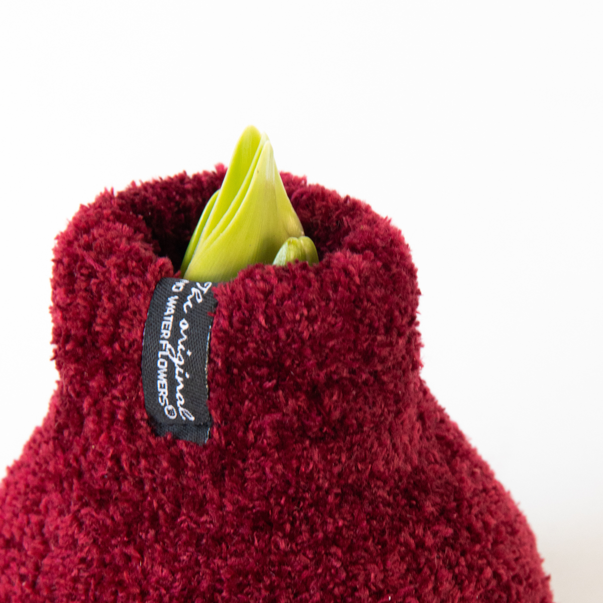 Amaryllis - Hippeastrum 'Cozy Teddy Red' - Lök - Röda Blommor