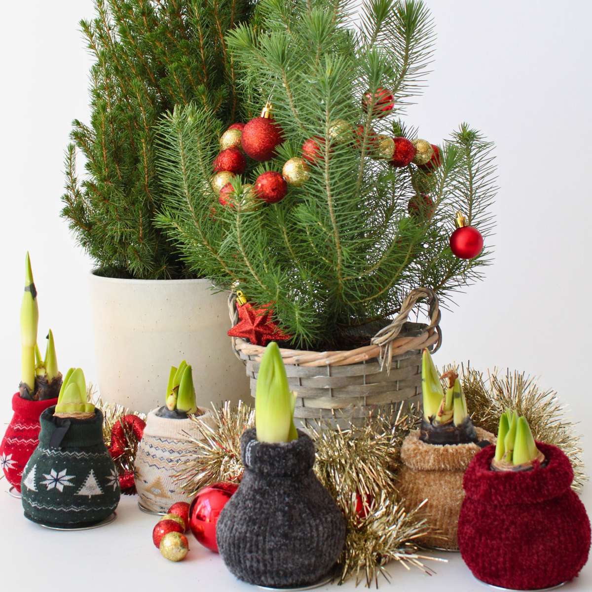 Amaryllis - Hippeastrum 'Cozy Teddy Red' - Lök - Röda Blommor