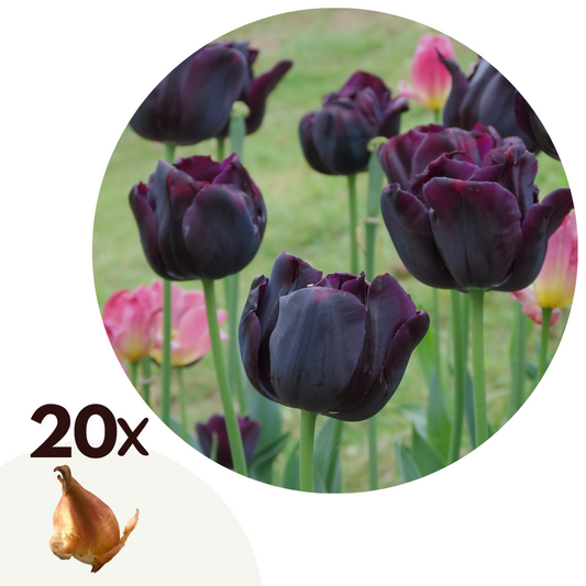 Florastore Tulpanlökar - Tulipa 'Queen Of The Night' - 20 Stycken - Svart Tulpan