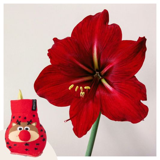 Amaryllis - Hippeastrum 'Redeer Sweater' - Lök - Röda Blommor