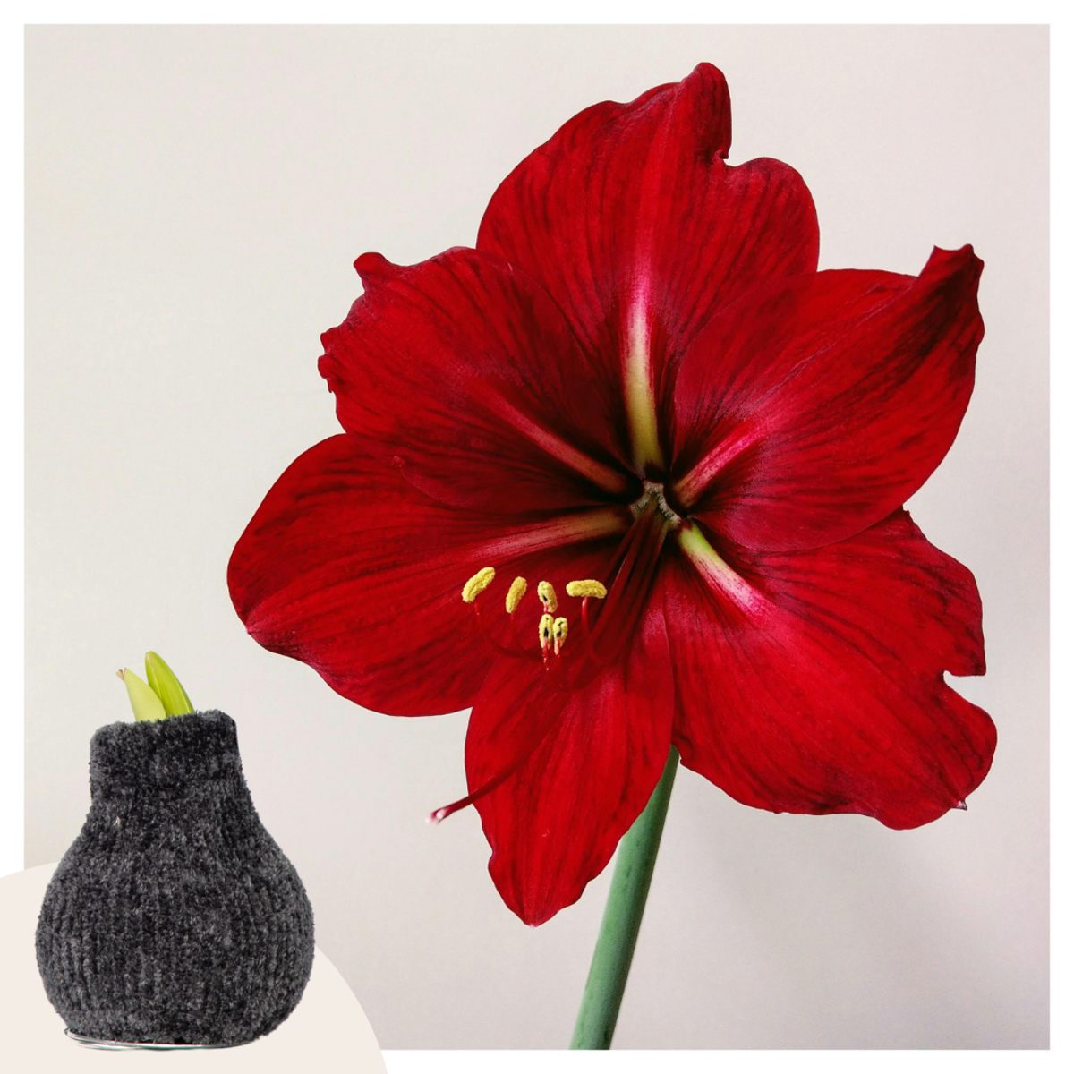 Florastore Amaryllis - Hippeastrum 'Cozy Teddy Grey' - Lök - Röda Blommor