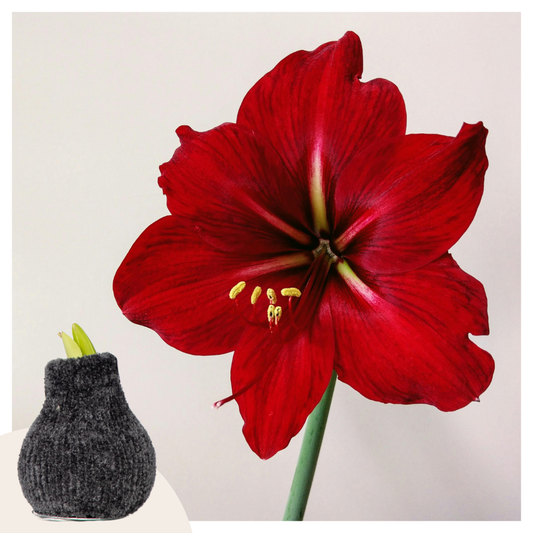Florastore Amaryllis - Hippeastrum 'Cozy Teddy Grey' - Lök - Röda Blommor