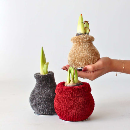 Amaryllis - Hippeastrum 'Cozy Teddy Grey' - Lök - Röda Blommor