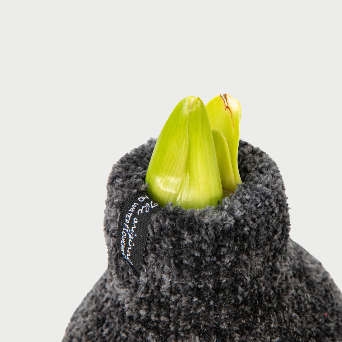 Amaryllis - Hippeastrum 'Cozy Teddy Grey' - Lök - Röda Blommor