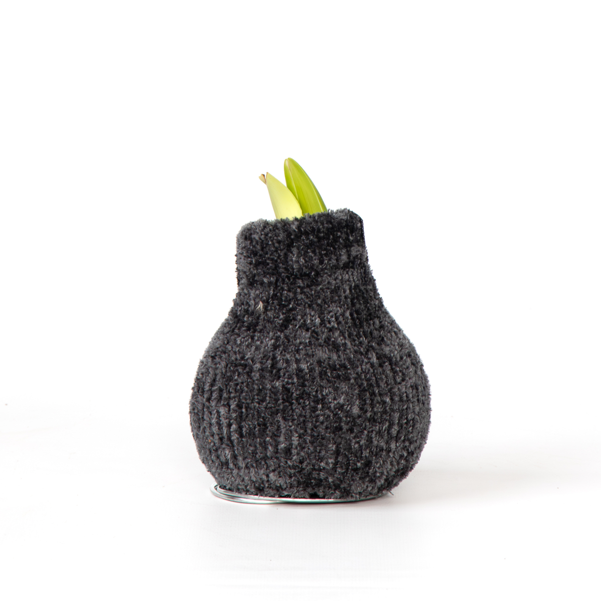 Amaryllis - Hippeastrum 'Cozy Teddy Grey' - Lök - Röda Blommor