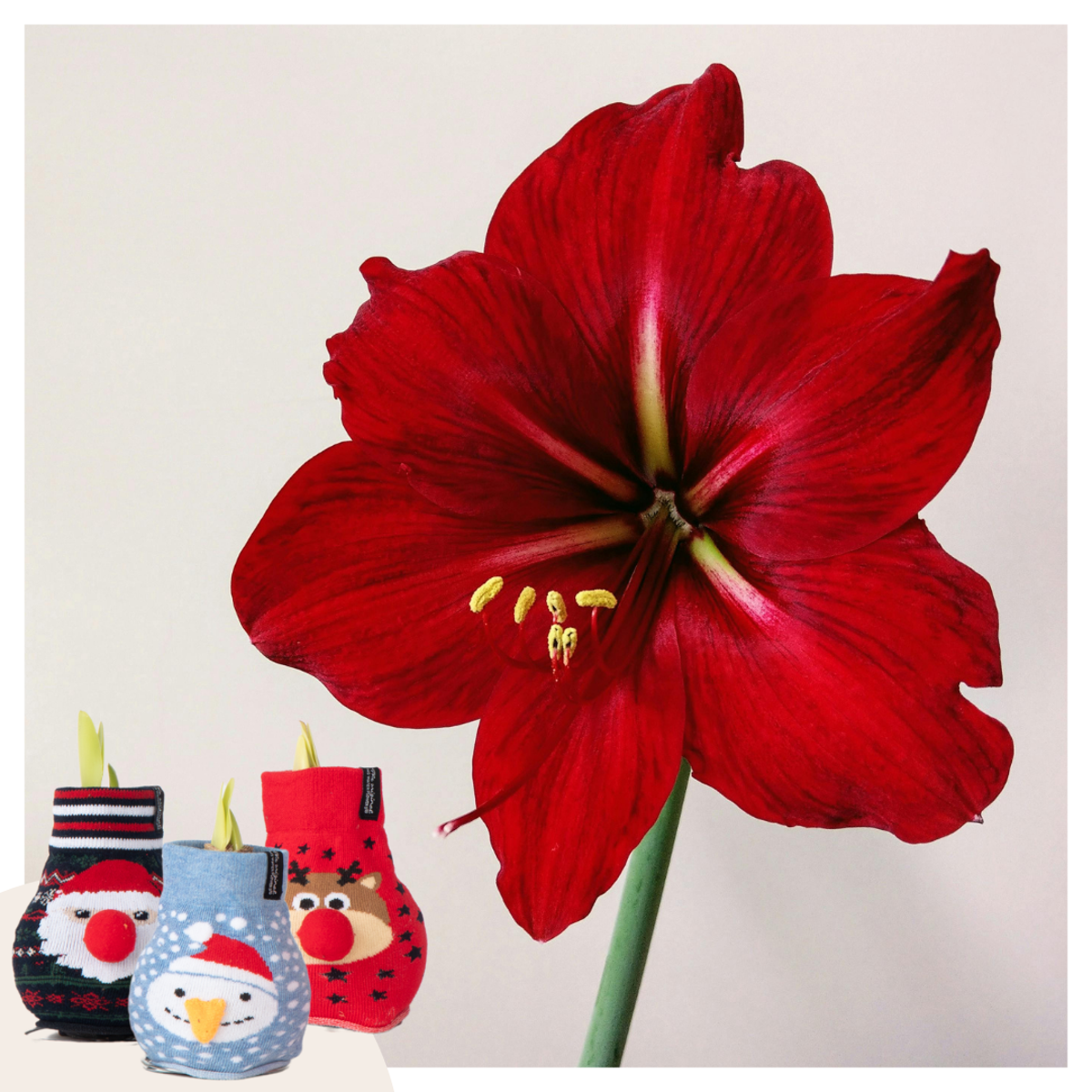 Florastore Amaryllis - Set Om 3 - Hippeastrum 'Xmas Sweater Mix' - Sphere