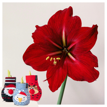 Amaryllis - Set Om 3 - Hippeastrum 'Xmas Sweater Mix' - Sphere