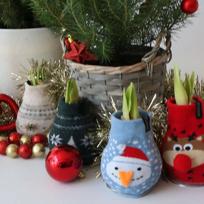 Amaryllis - Set Om 3 - Hippeastrum 'Xmas Sweater Mix' - Sphere