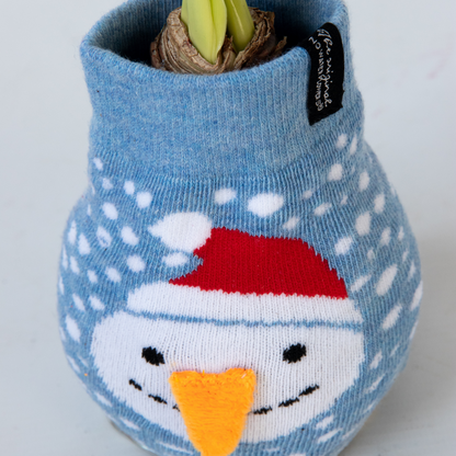 Amaryllis - Set Om 3 - Hippeastrum 'Xmas Sweater Mix' - Sphere