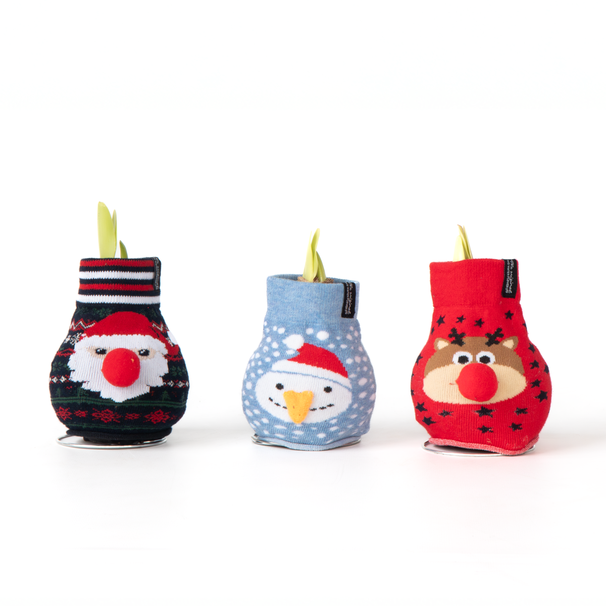 Amaryllis - Set Om 3 - Hippeastrum 'Xmas Sweater Mix' - Sphere