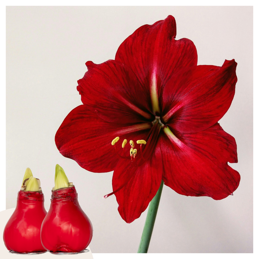 Amaryllis - Hippeastrum 'Wax Red' - Lök - Röda Blommor