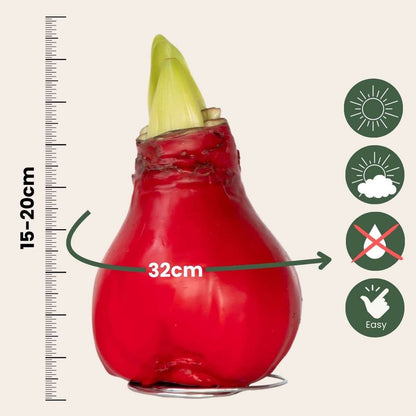 Amaryllis - Hippeastrum 'Wax Red' - Lök - Röda Blommor