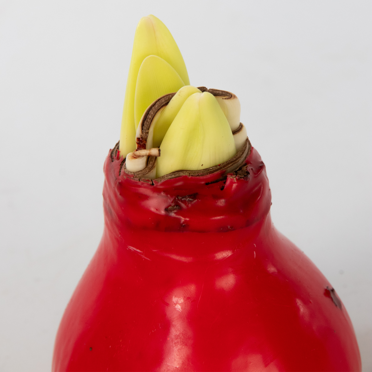 Amaryllis - Hippeastrum 'Wax Red' - Lök - Röda Blommor