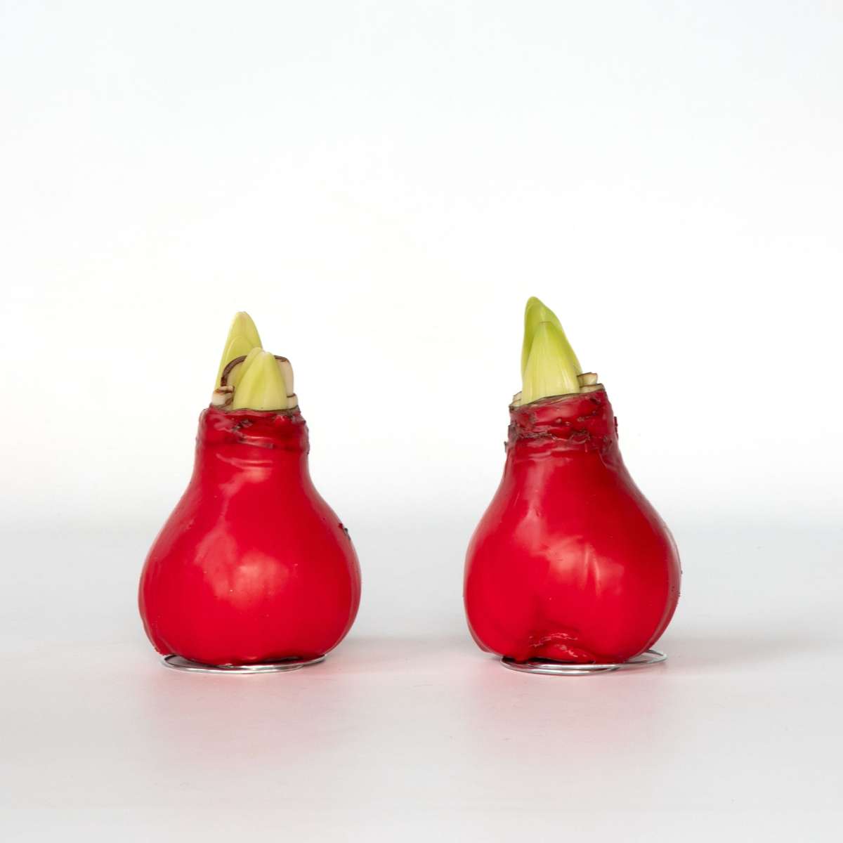 Amaryllis - Hippeastrum 'Wax Red' - Lök - Röda Blommor