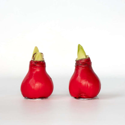 Amaryllis - Hippeastrum 'Wax Red' - Lök - Röda Blommor