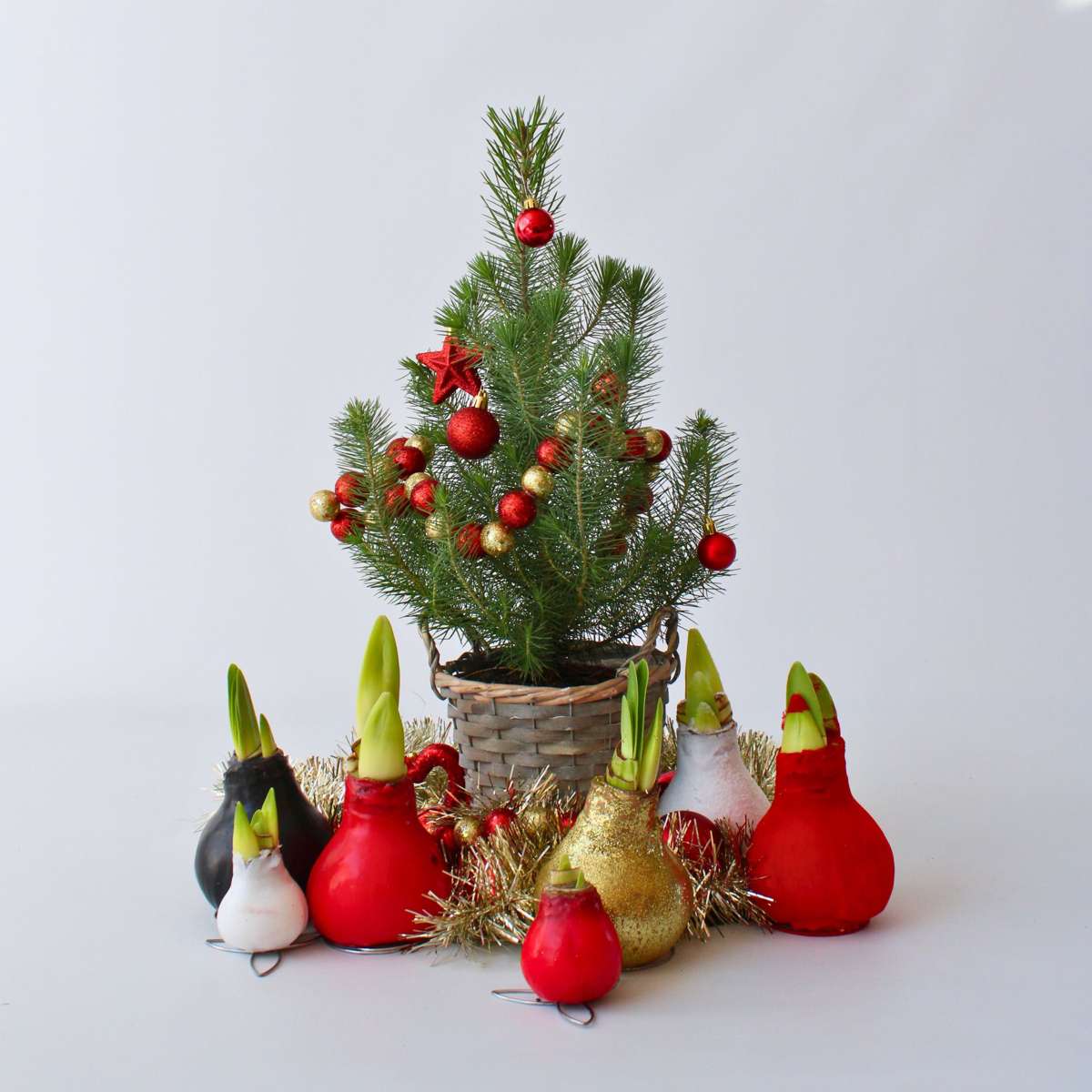 Amaryllis - Hippeastrum 'Wax Red' - Lök - Röda Blommor