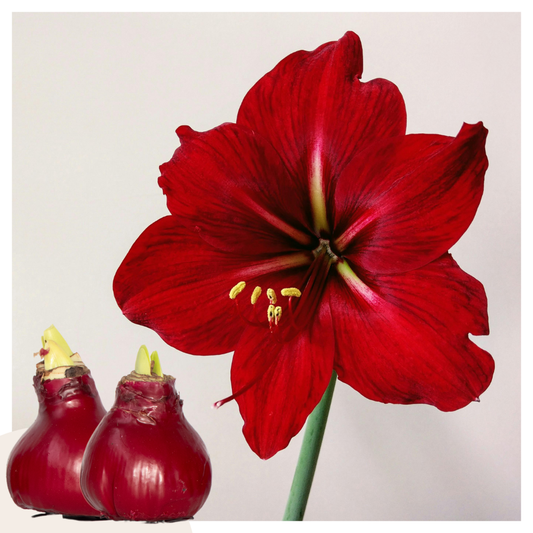 Amaryllis - Hippeastrum 'Wax Bordeaux' - Lök - Röda Blommor