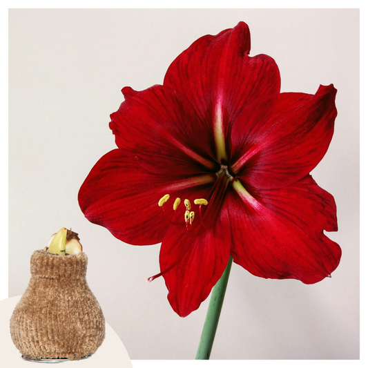 Amaryllis - Hippeastrum 'Cozy Teddy Gold' - Lök - Röda Blommor