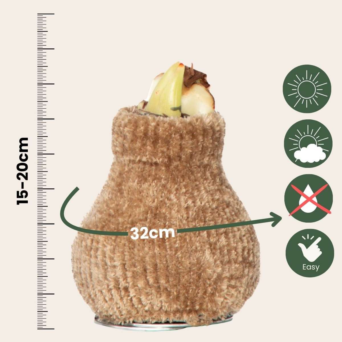 Amaryllis - Hippeastrum 'Cozy Teddy Gold' - Lök - Röda Blommor