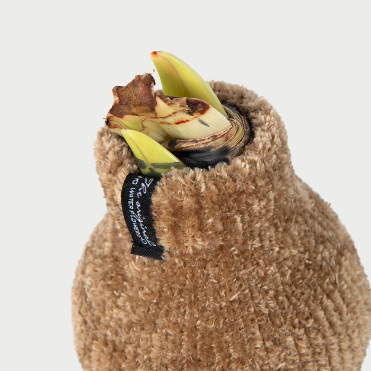 Amaryllis - Hippeastrum 'Cozy Teddy Gold' - Lök - Röda Blommor