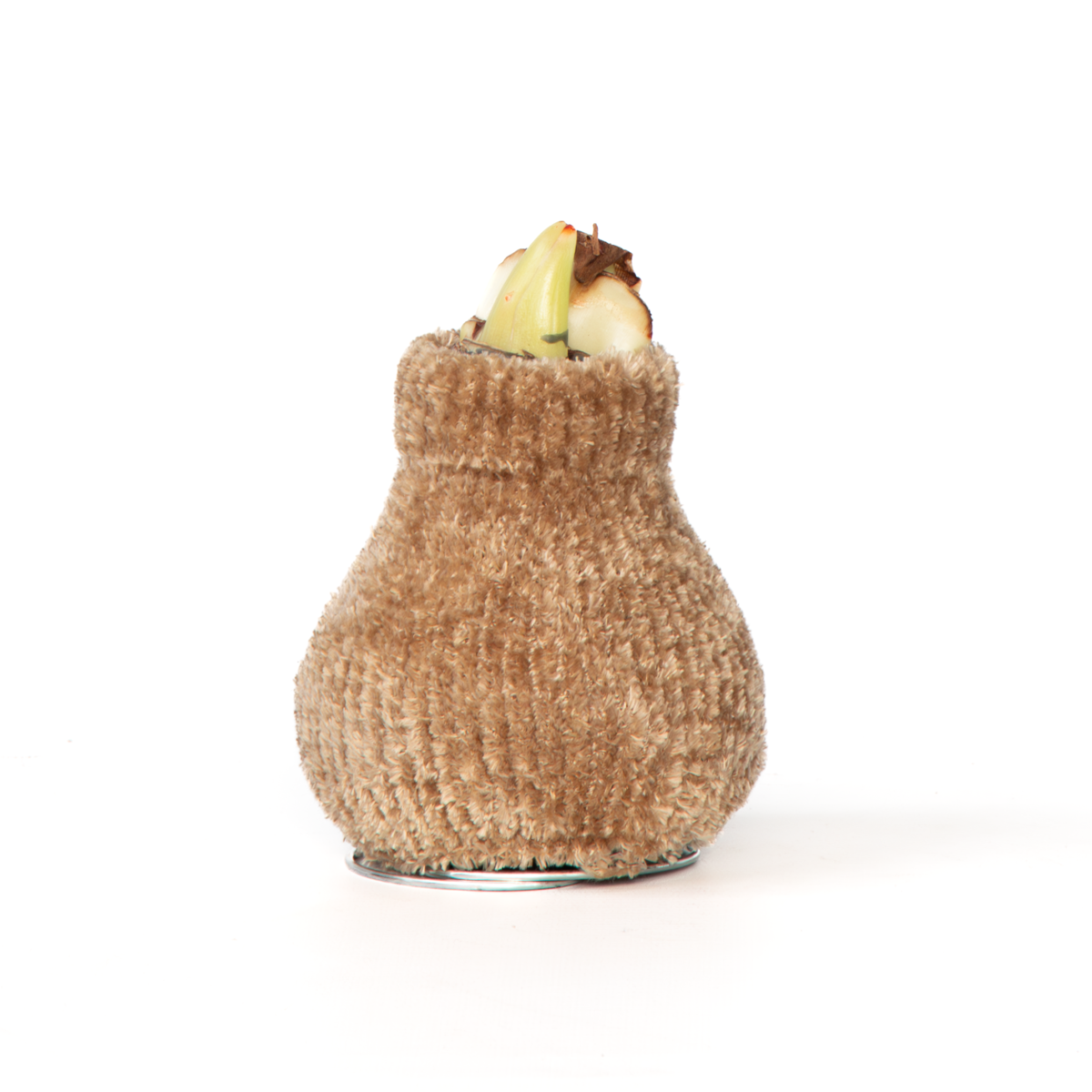 Amaryllis - Hippeastrum 'Cozy Teddy Gold' - Lök - Röda Blommor