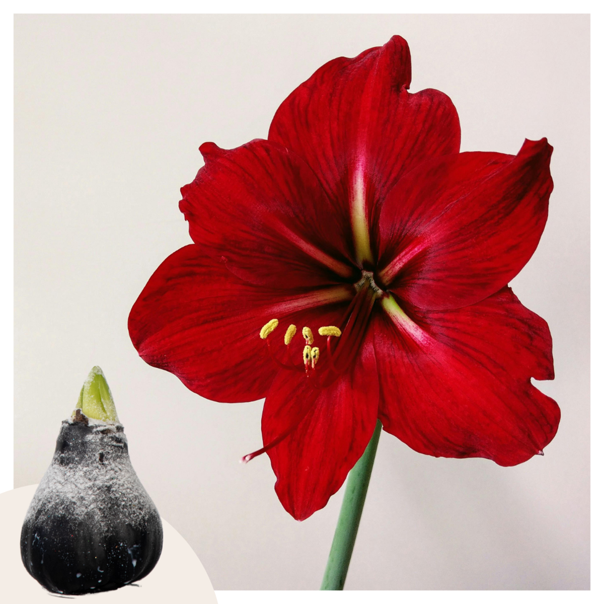 Amaryllis - Hippeastrum 'Wax Snow Black' - Lök - Röda Blommor