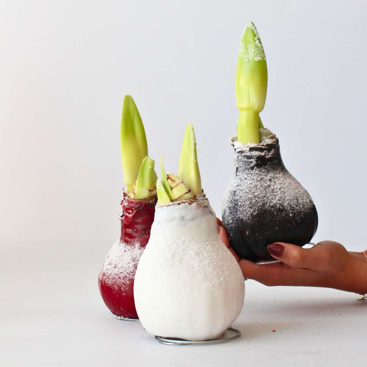 Amaryllis - Hippeastrum 'Wax Snow Black' - Lök - Röda Blommor