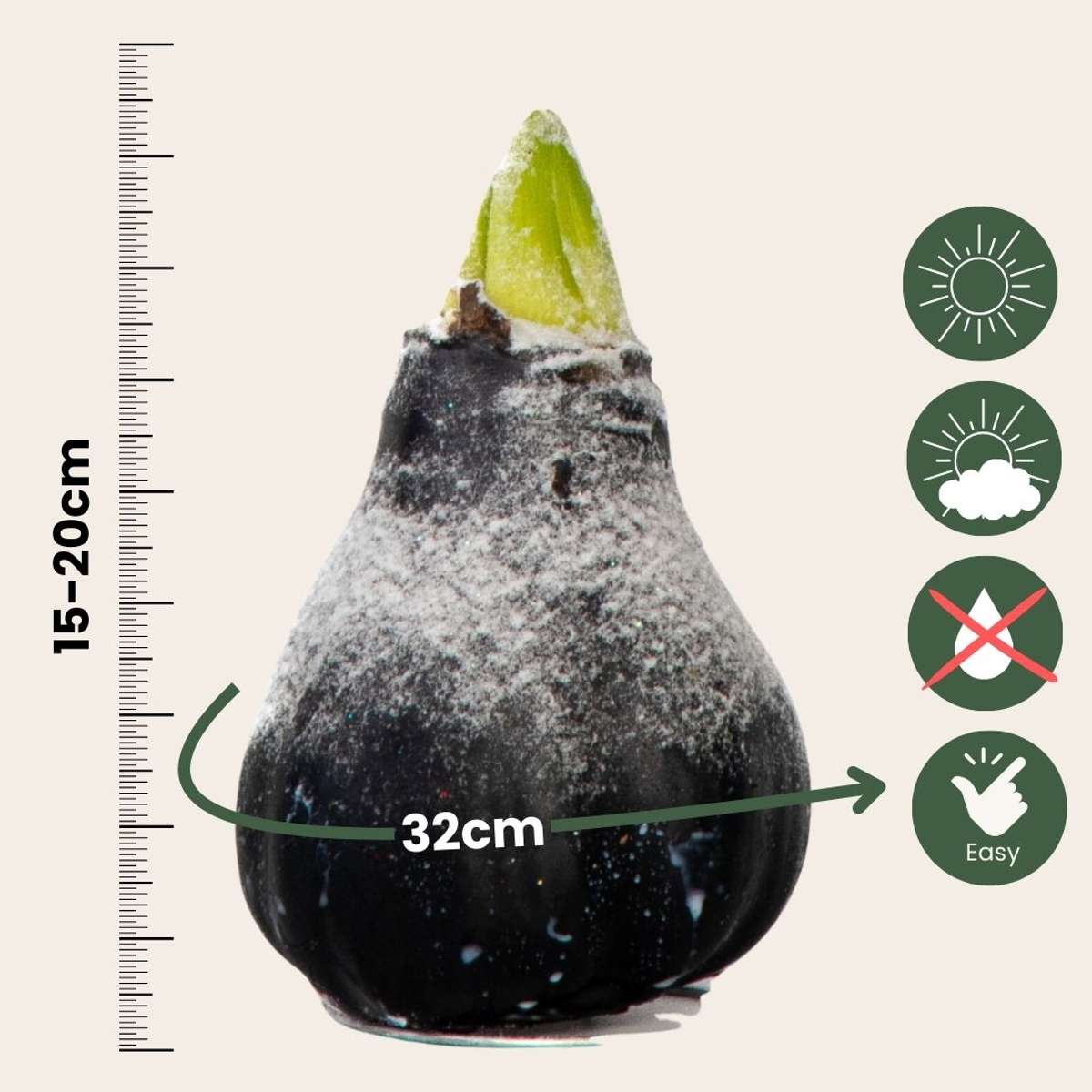 Amaryllis - Hippeastrum 'Wax Snow Black' - Lök - Röda Blommor