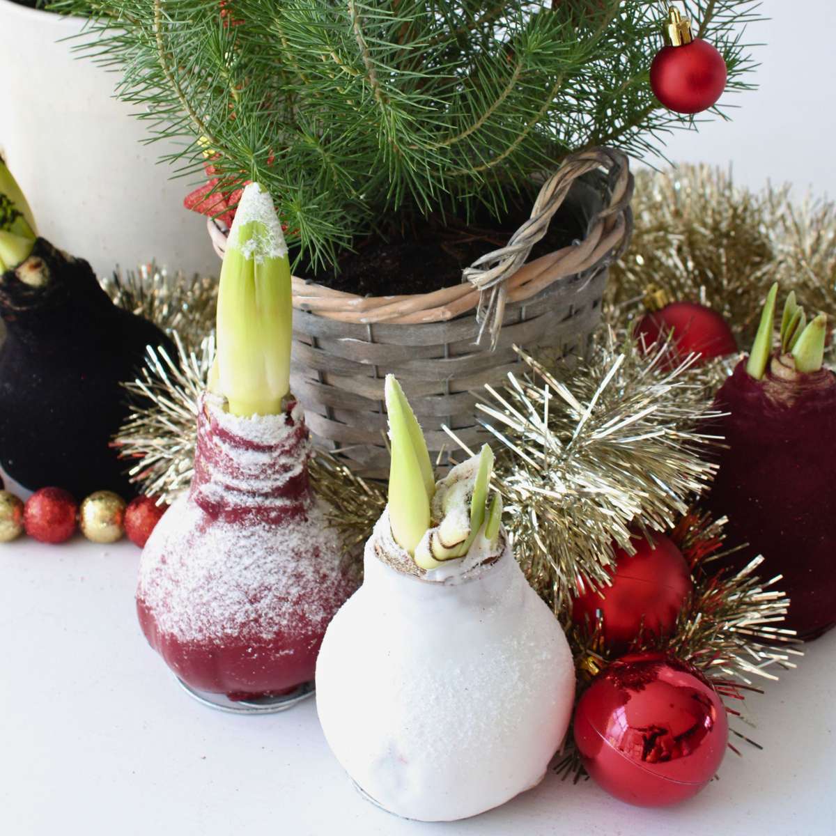 Amaryllis - Hippeastrum 'Wax Snow Black' - Lök - Röda Blommor