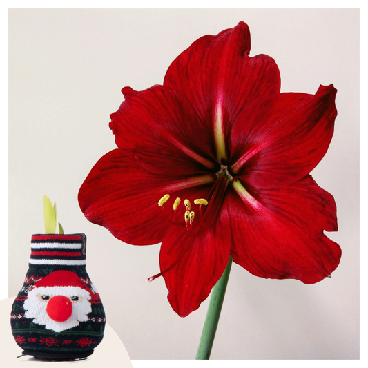 Amaryllis - Hippeastrum 'Santa Sweater' - Lök - Röda Blommor
