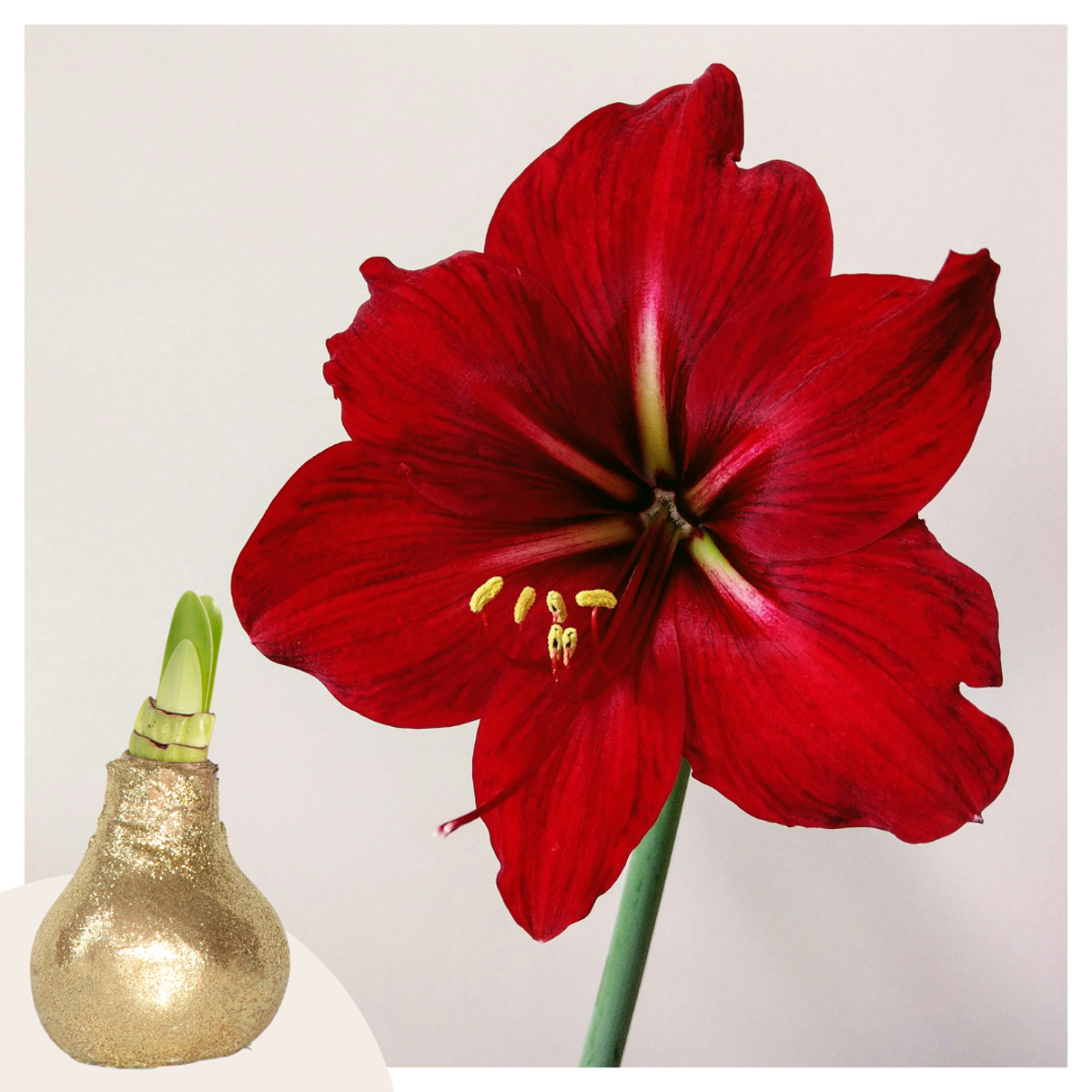 Florastore Amaryllis - Hippeastrum 'Glitter Gold' - Lök - Röda Blommor