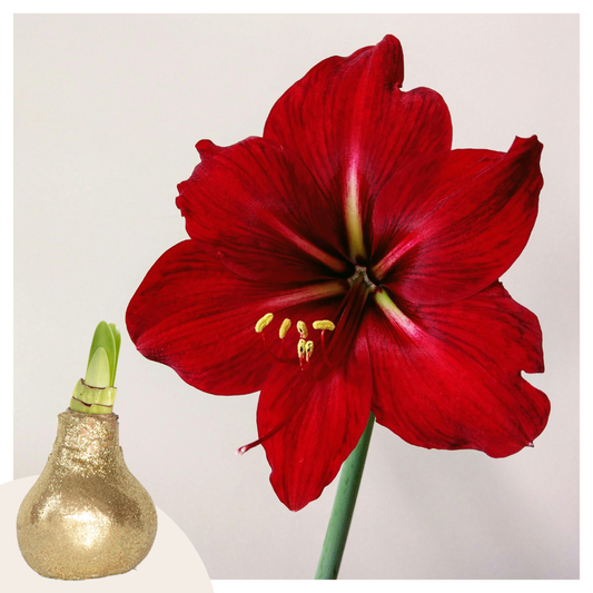 Florastore Amaryllis - Hippeastrum 'Glitter Gold' - Lök - Röda Blommor