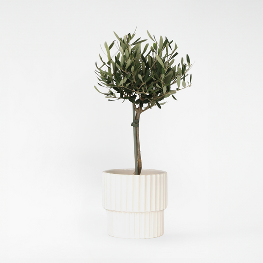 Florastore Olivträd - Olea Europaea - Höjd 45-55Cm - ⌀14Cm