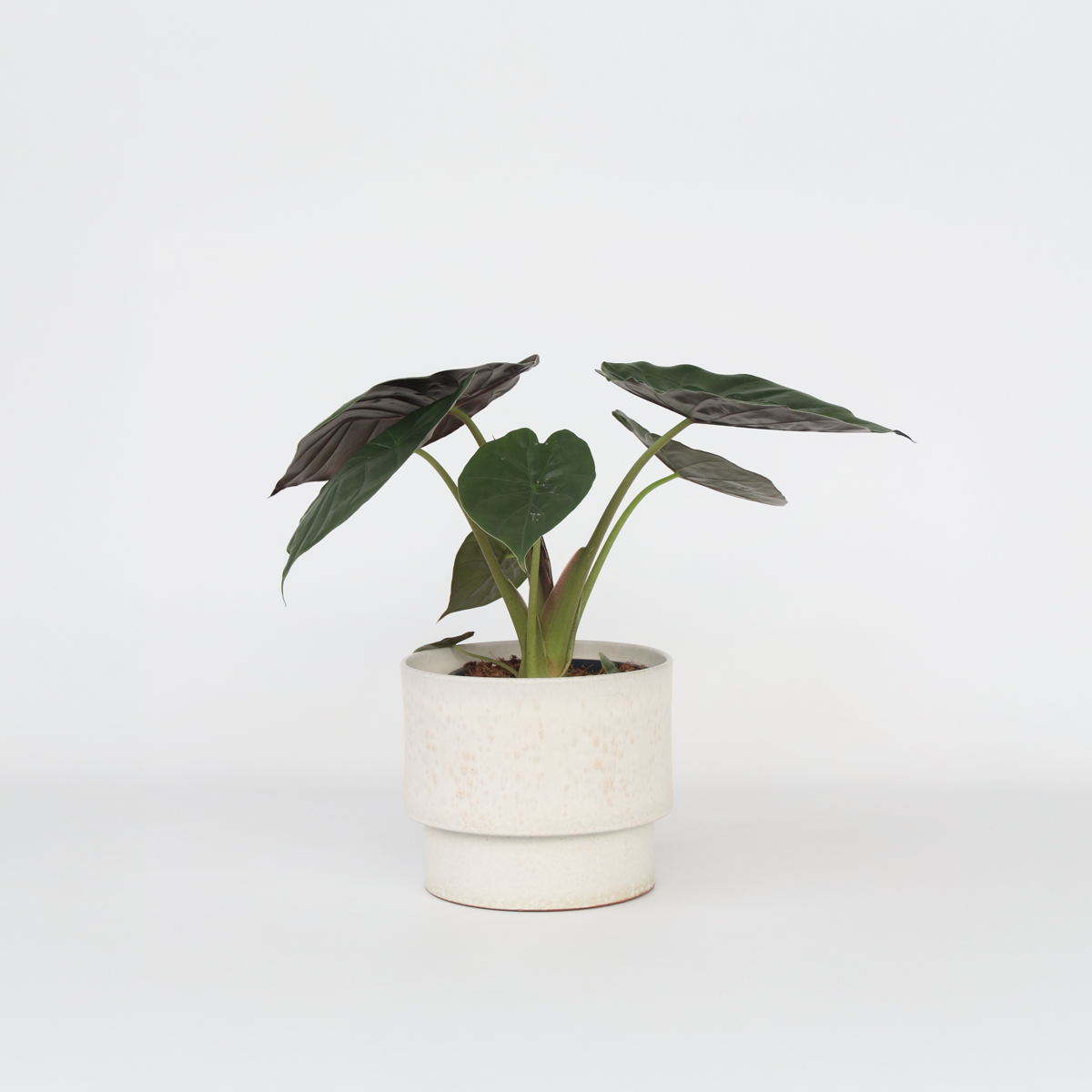Florastore Elefantöra - Alocasia 'Wentii' - Höjd 70-80 Cm - Kruka 19 Cm