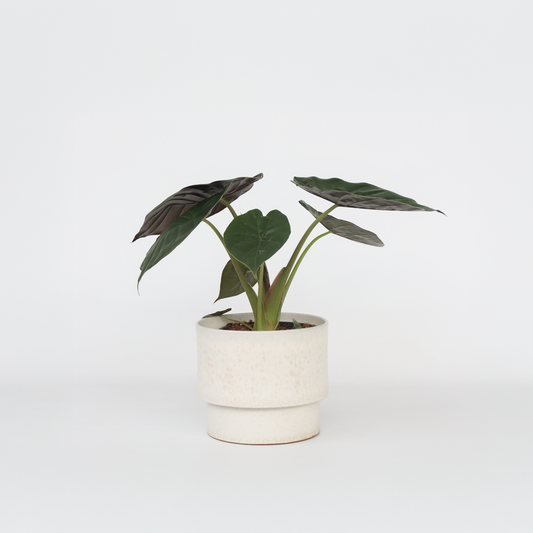Florastore Elefantöra - Alocasia 'Wentii' - Höjd 70-80 Cm - Kruka 19 Cm