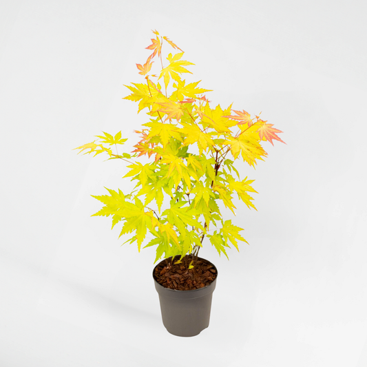 Florastore Japansk Lönn - Acer Palmatum 'Orange Dream' - Höjd 25-40Cm - Ø10,5Cm