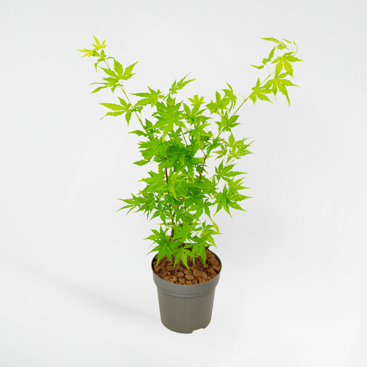 Florastore Japansk Lönn - Acer Palmatum 'Going Green' - Höjd 25-40Cm - Ø10,5Cm