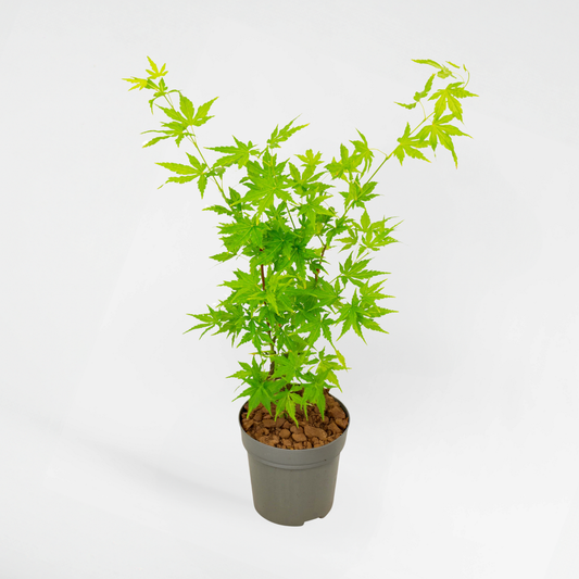 Florastore Japansk Lönn - Acer Palmatum 'Going Green' - Höjd 25-40Cm - Ø10,5Cm