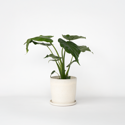 Florastore Elefantöra - Alocasia 'Cucullata' - Höjd 70-80 Cm - Kruka 19 Cm