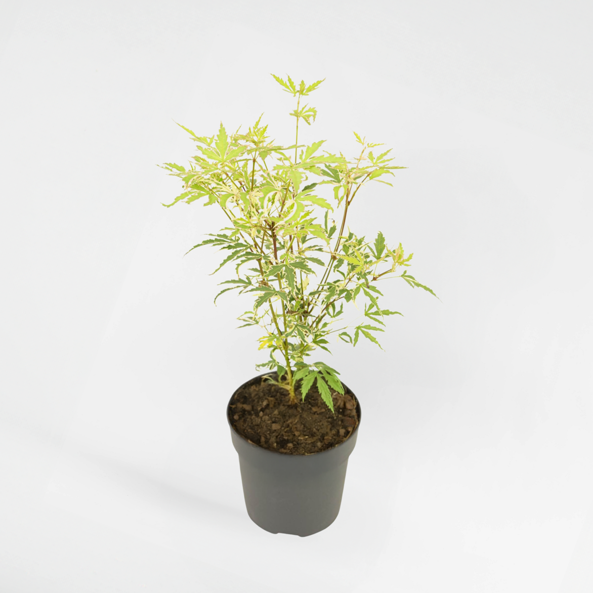 Florastore Japansk Lönn - Acer Palmatum 'Butterfly' - Höjd 25-40Cm - Ø10,5Cm