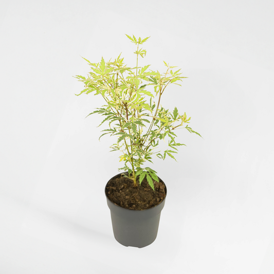 Florastore Japansk Lönn - Acer Palmatum 'Butterfly' - Höjd 25-40Cm - Ø10,5Cm