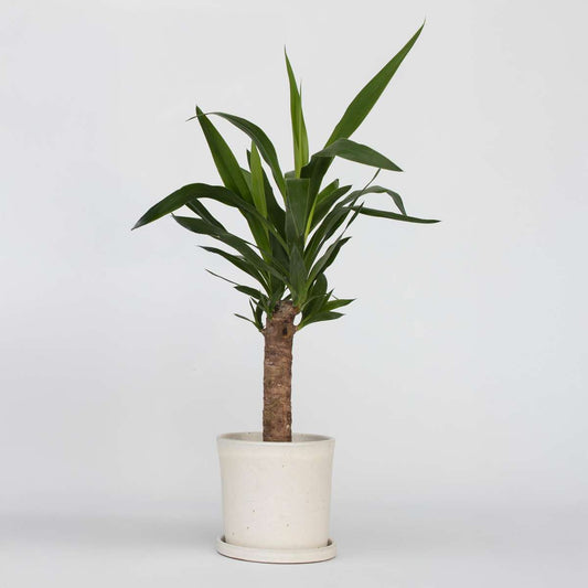 Florastore Jättepalmlilja - Yucca Elephantipes - Höjd 50-60Cm - Pot 14Cm