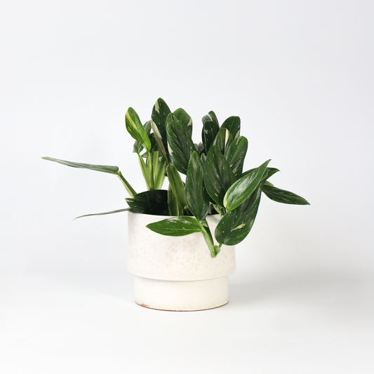 Florastore Grön Krukväxt - Philodendron 'Cobra' - Höjd 55-65 Cm - Kruka 19 Cm