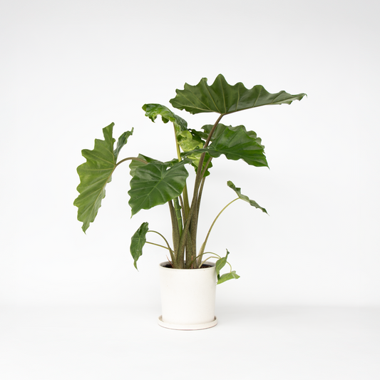 Florastore Elefantöra - Alocasia 'Portodora' - Höjd 80-90 Cm - ⌀21Cm