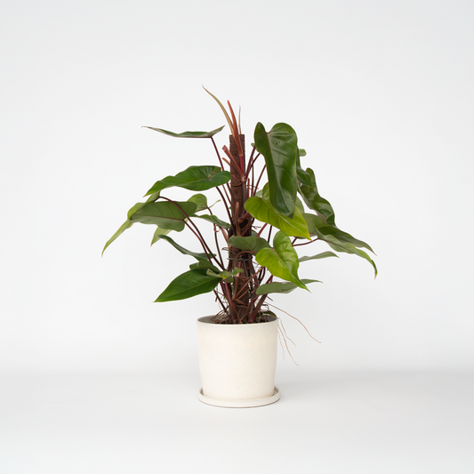 Florastore Grön Krukväxt - Philodendron 'Red Emerald' - Höjd 70-80 Cm - Kruka 19 Cm
