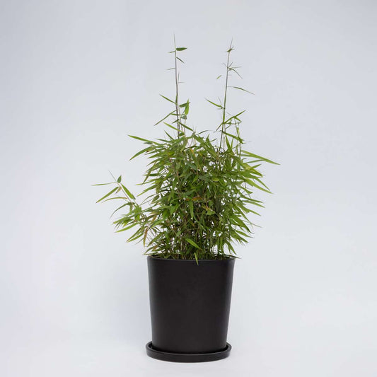 Florastore Bergbambu - Fargesia Nitida 'Gansu' - Höjd 60-80Cm - Kruka 17Cm