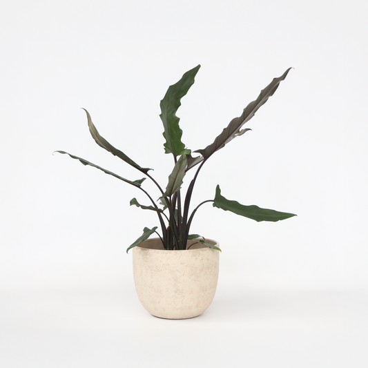 Florastore Elefantöra - Alocasia 'Lauterbachiana' - Höjd 80-90 Cm - ⌀19 Cm