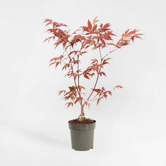 Florastore Japansk Lönn - Acer Palmatum 'Atropurpureum' - Höjd 25-40Cm - Ø10,5Cm