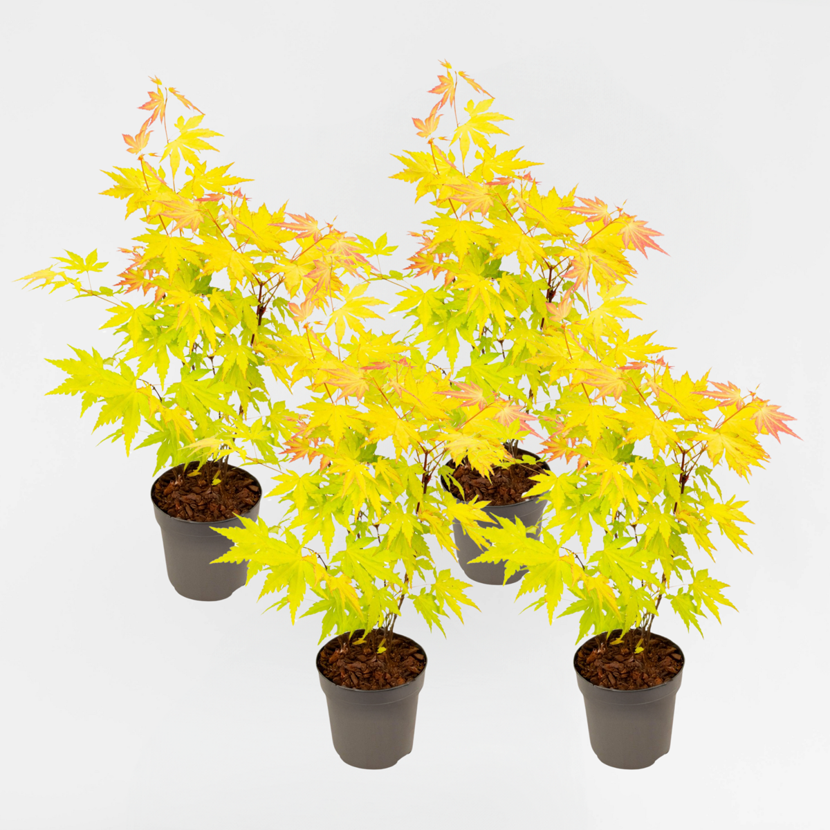 Florastore Japansk Lönn - 4 St - Acer Palmatum 'Orange Dream' - Höjd 25-40Cm - Ø10,5Cm