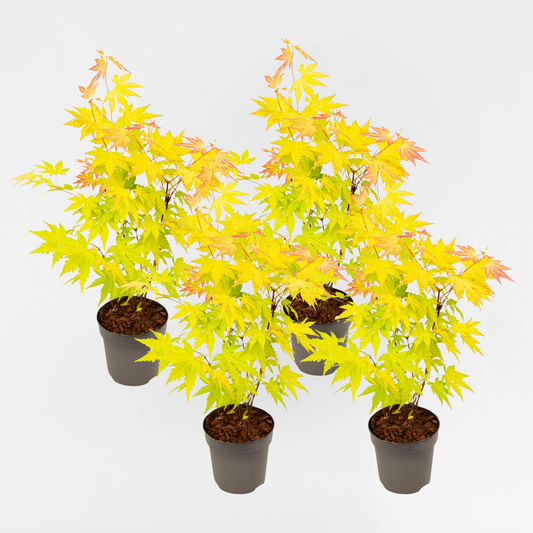 Florastore Japansk Lönn - 4 St - Acer Palmatum 'Orange Dream' - Höjd 25-40Cm - Ø10,5Cm